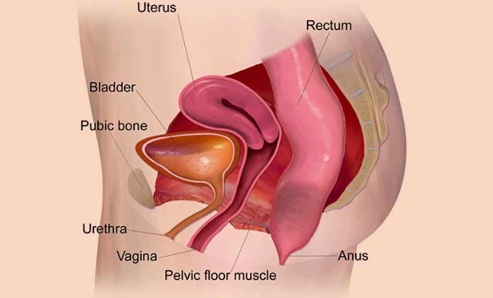 mišice-medeničnega-dna